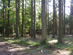 Wald